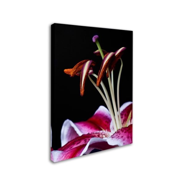 Lori Hutchison 'Hot Pink Lily Closeup' Canvas Art,18x24